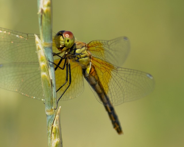 Happy Dragonfly